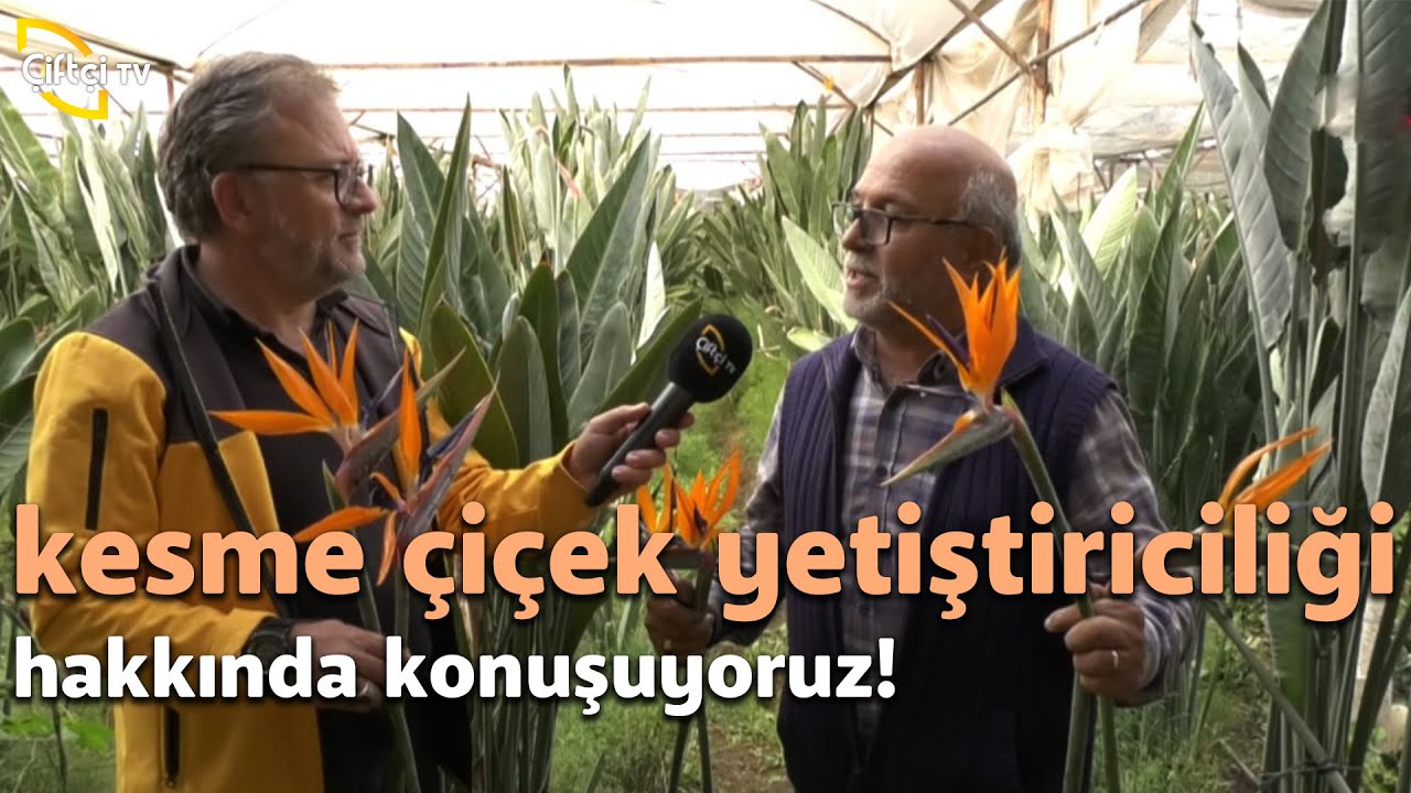 Kesme Çiçek Yetiştiriciliği Hakkında Konuşuyoruz! - Bizim Köy