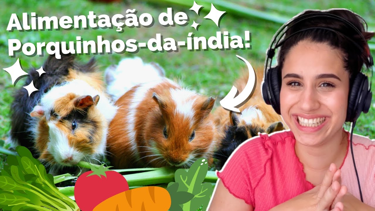 O QUE PORQUINHO DA ÍNDIA COME? Como montar uma dieta saudável e completa para porquinhos