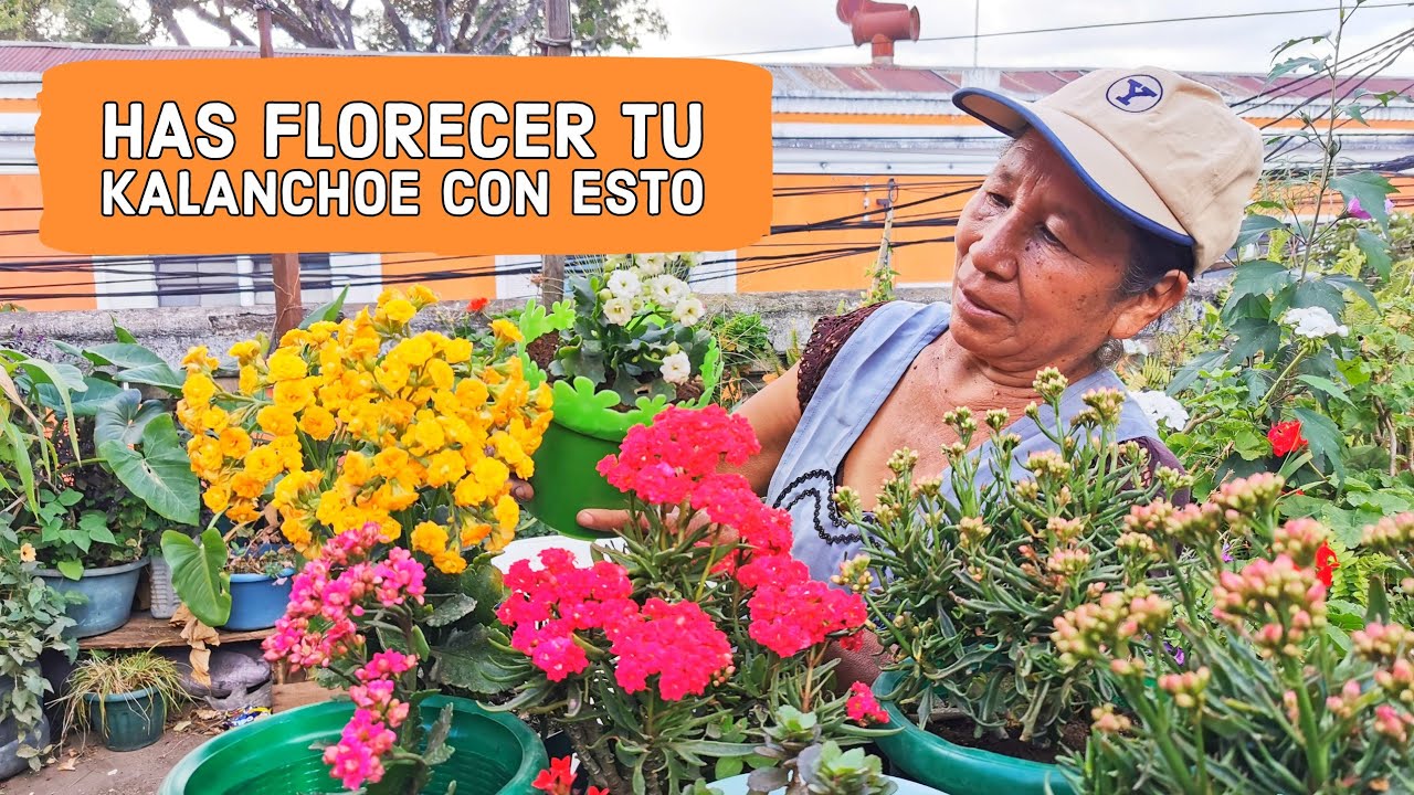 LOGRA UNA FLORACIÓN MARAVILLOSA  KALANCHOE  - Como nutrir el sustrato para que no deje de florear