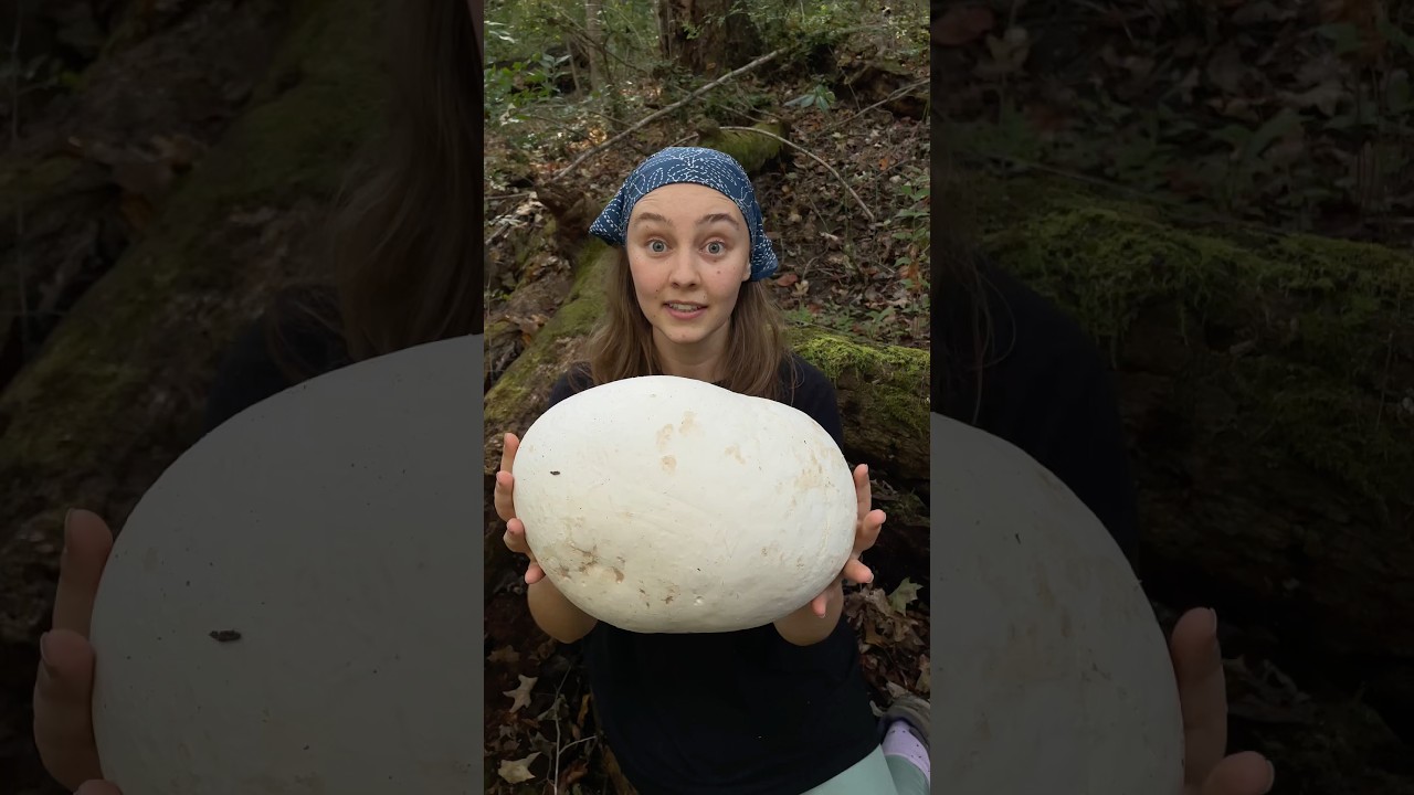 Giant puffball mushrooms, Calvatia gigantea, are in season! Would you try these? #foraging #mushroom