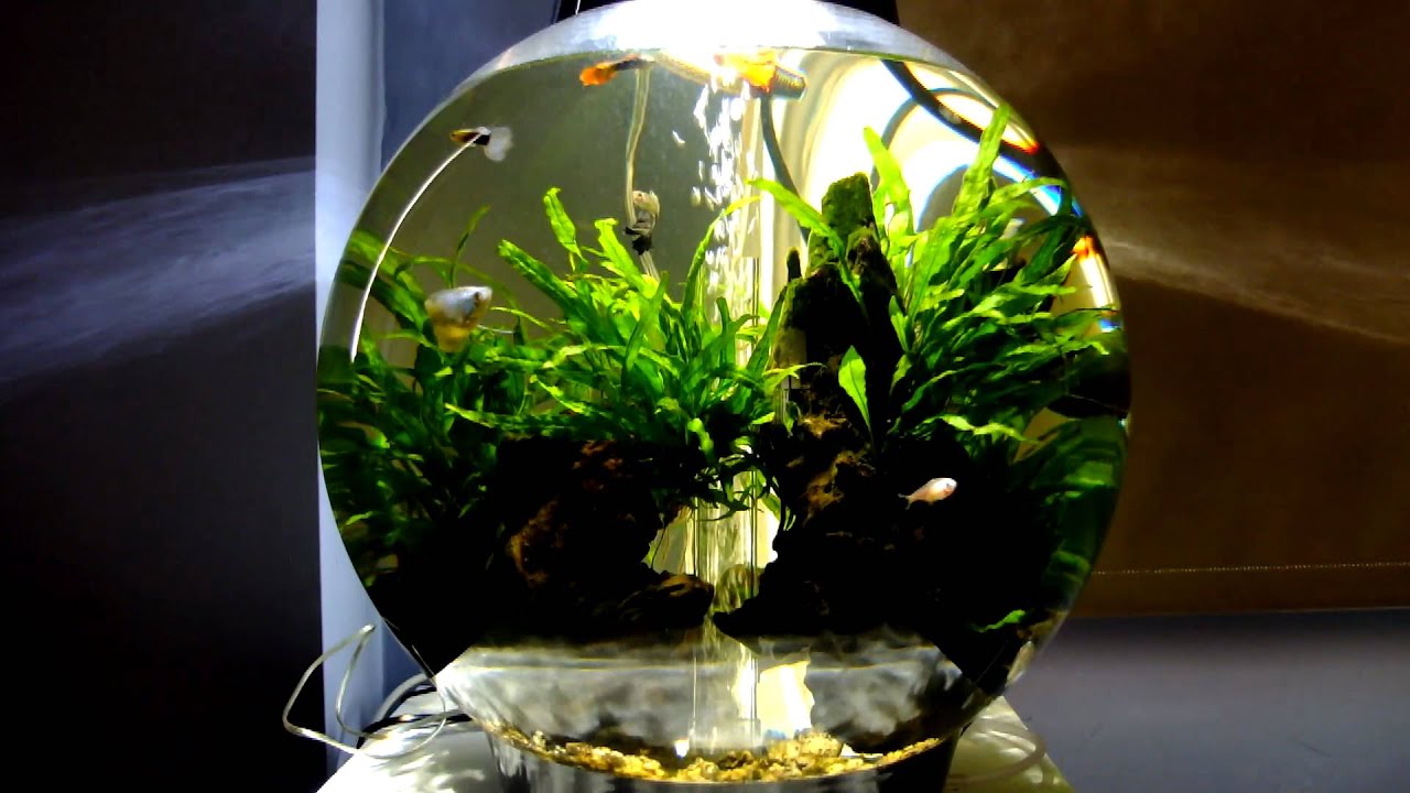 BiOrb Tropical 30l Overview - Dwarf Gourami, Guppies and Tetra