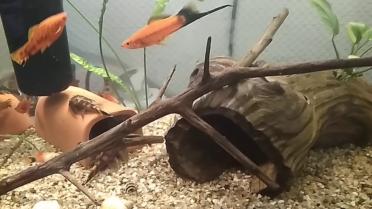 Анубиас на коряге, поменял на креветок.