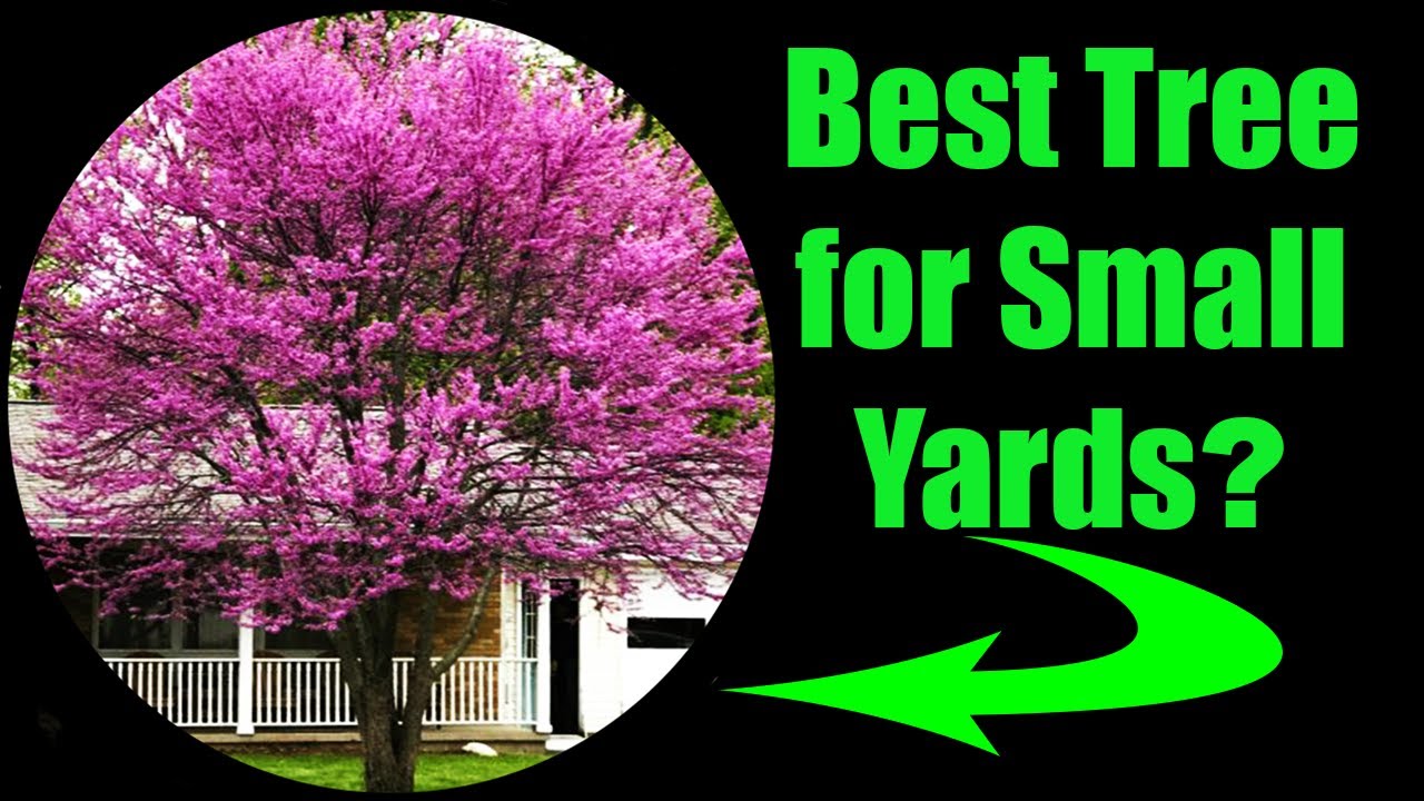 9 Reasons Why Redbud ROCKS as a Yard Tree!