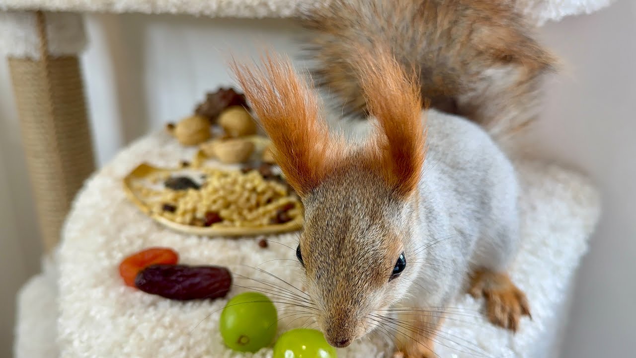 Hungry Squirrels Come Snacking
