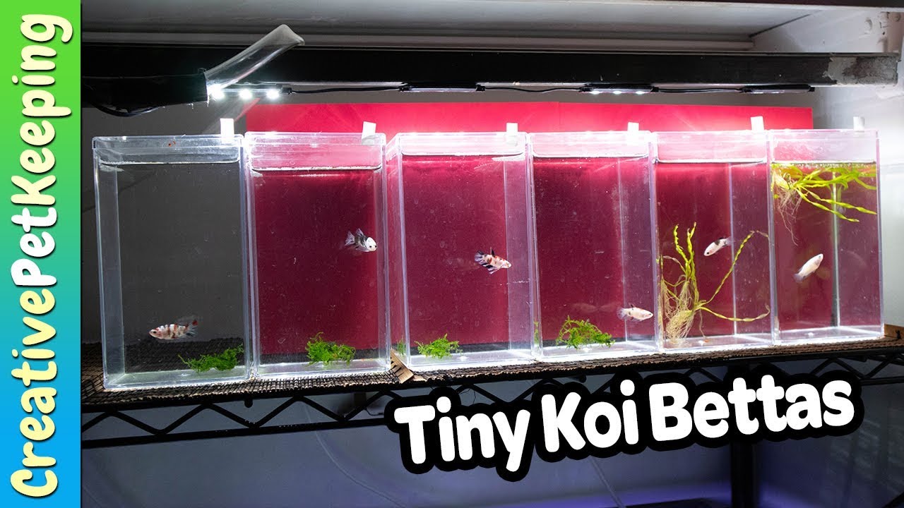 Koi Plakat Betta For SALE - PREVIEW | Who should I keep?