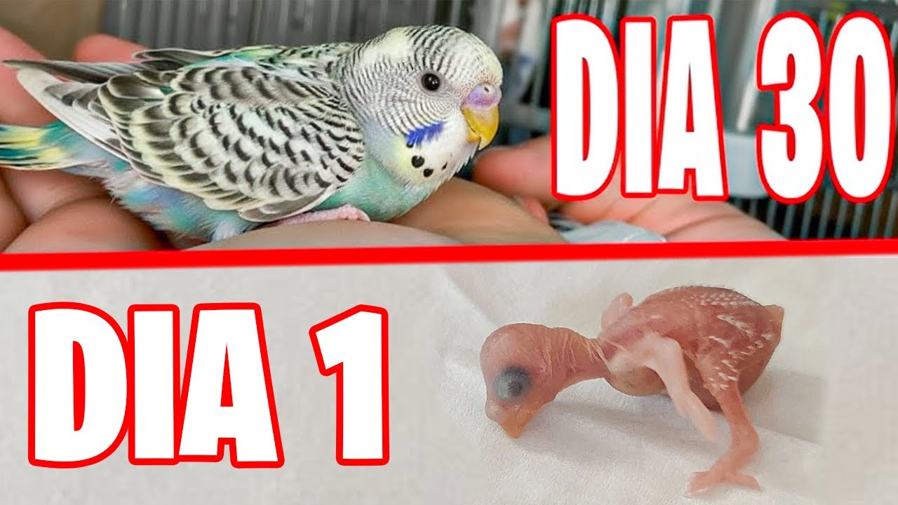 ASI SE VE EL CRECIMIENTO DE UN POLLITO DE PERIQUITO DIA A DIA
