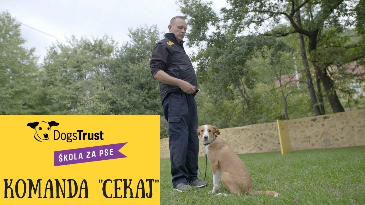 Komanda “Čekaj”