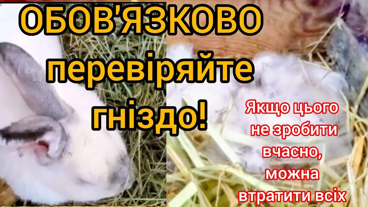 Чому важливо перевіряти гніздо після окролу. Навіть якщо здається, що все добре