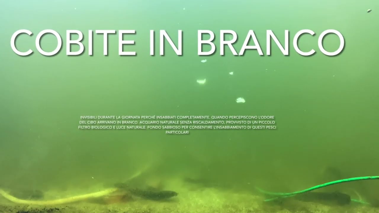 COBITE ALLEVAMENTO IN ACQUARIO
