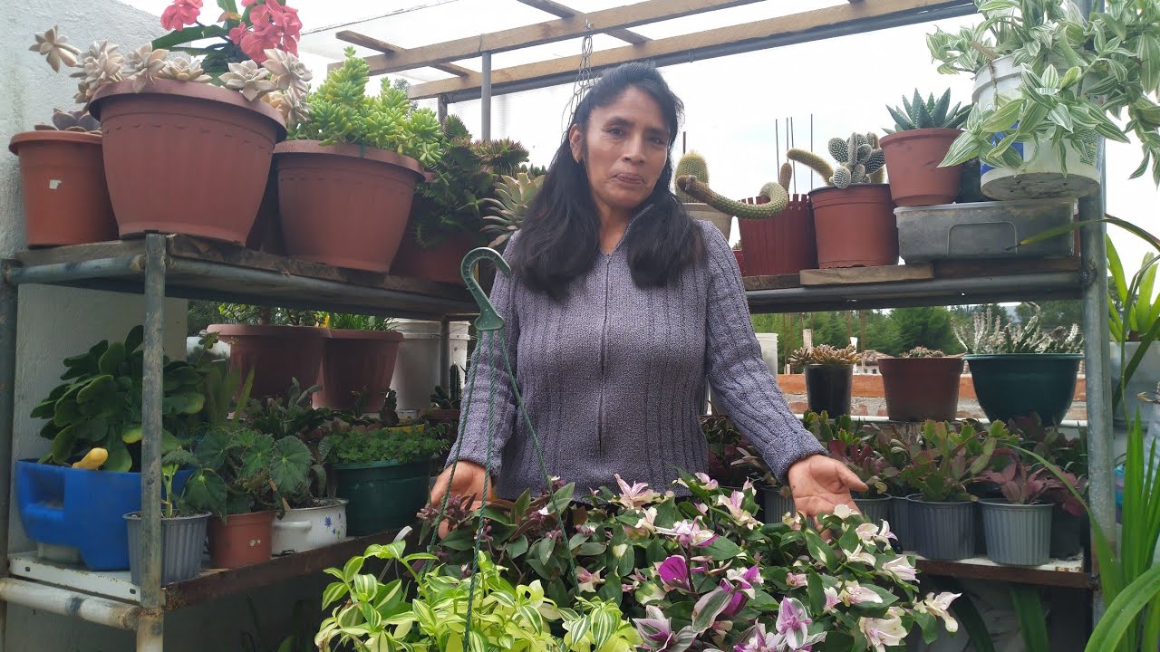 Todo lo que debes saber sobre las tradescantias cuidados y reproducción | Fabi Plantas 💕🌹🙏
