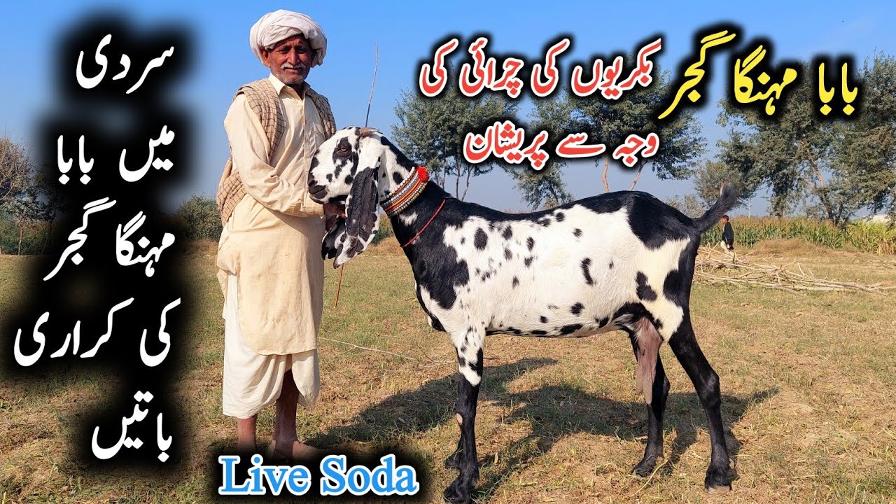 King Of Goat Famous Baba Mehnga Gujjar-Live Soda-Baba Mehnga Gujjar Ki Beetal Bakriyan-Beetal Goats