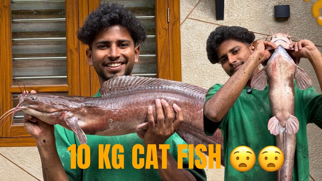 നമ്മുടെ ആഫ്രിക്കൻ മുഷി 1 വർഷം കഴിഞ്ഞ് പിടിച്ചപ്പോൾ 😧 10kg Cat fish 