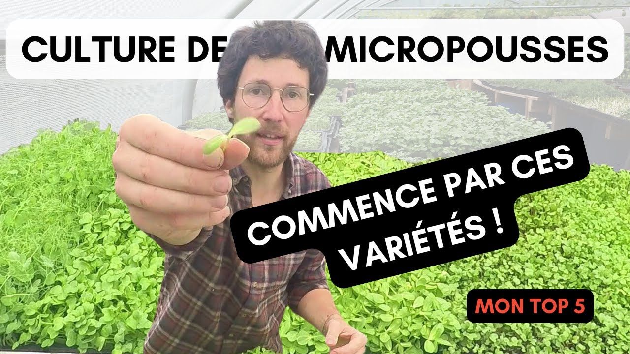 Le top 5 des variétés de micro pousses à cultiver absolument