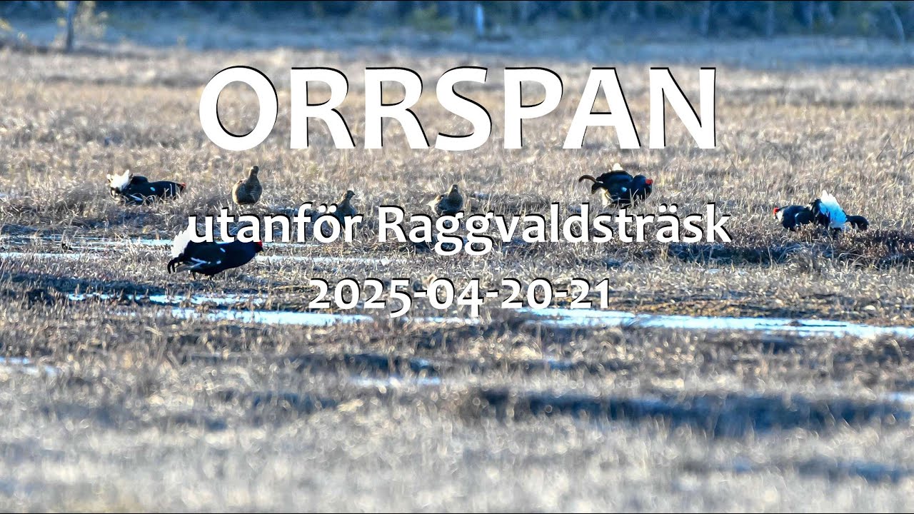 Orrspan utanför Raggvaldsträsk 2025-04-20-21
