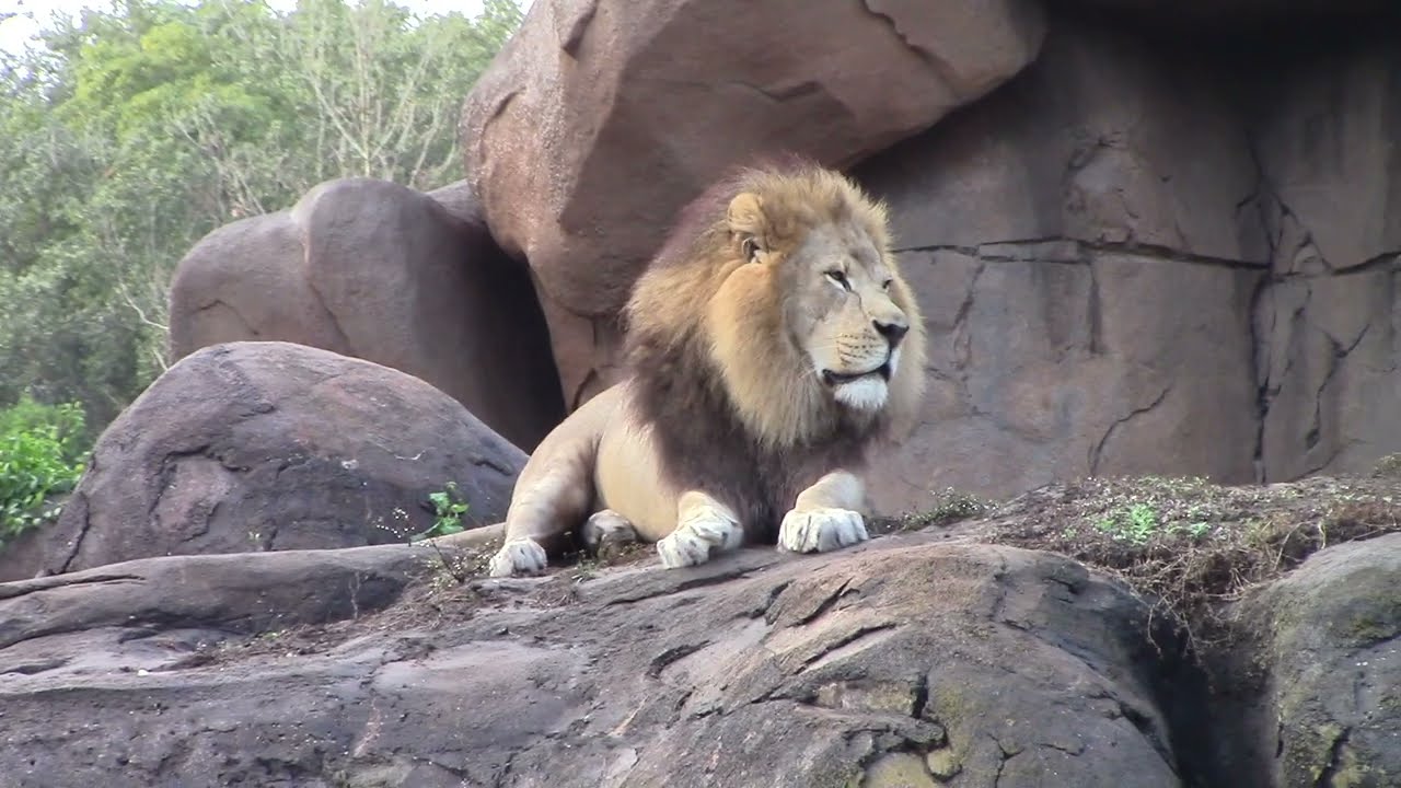 World Lion Day 2024