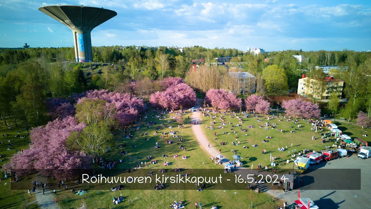 Roihuvuoren kirsikkapuut - 16.5.2024