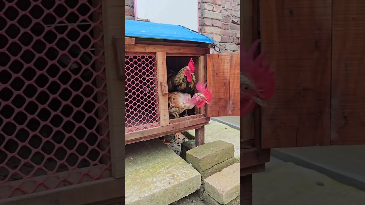 🏡 &iexcl;El mejor gallinero del mundo! Comodidad y estilo para tus gallinas 🐔✨