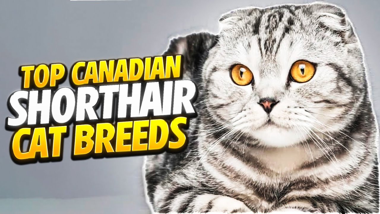 Самые популярные канадские короткошерстные кошки 😻 Откройте для себя самых милых канадских котят!