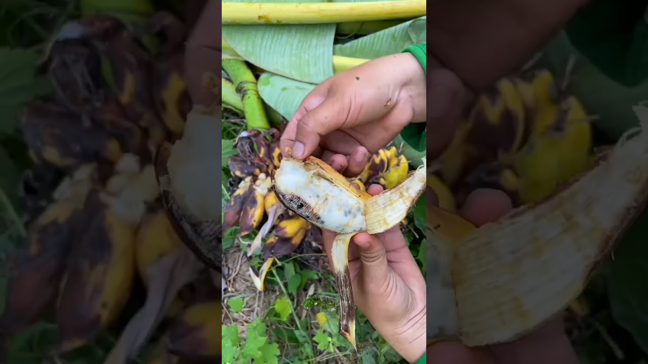 saging na pakil
