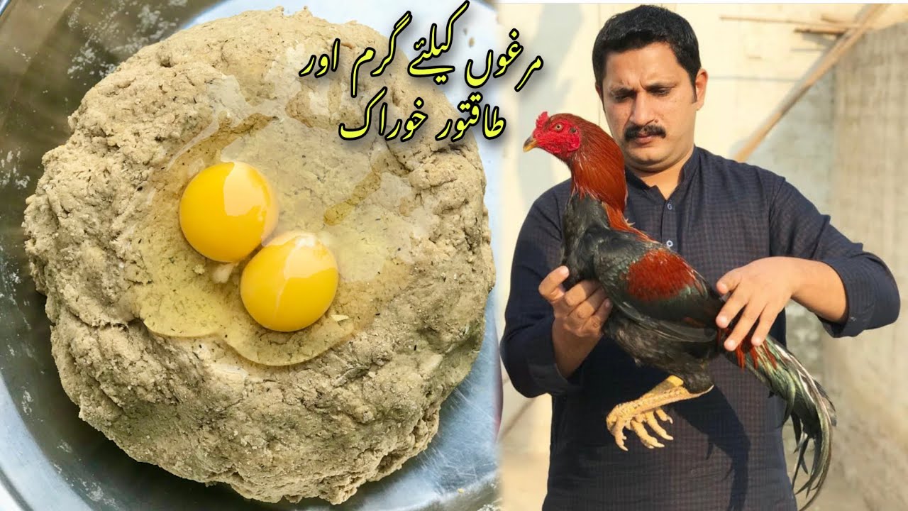 Murghon k liye taqatwar khorak 💪مرغوں اور مرغیوں کیلئے طاقتور خوراک #asil #aseel #pets