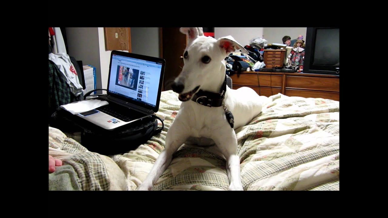 The Greyhound And The Pig
