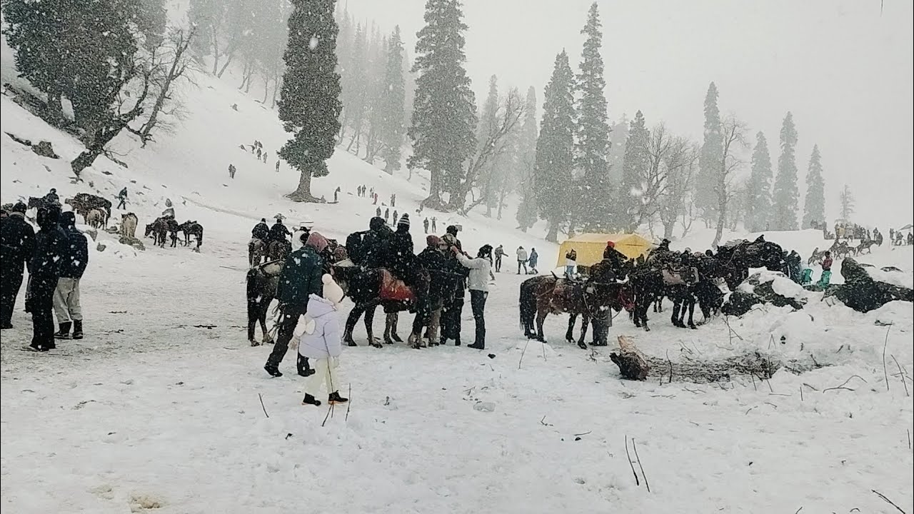 Live snowfall in sonmarg 16/01/26 #dabravlogs