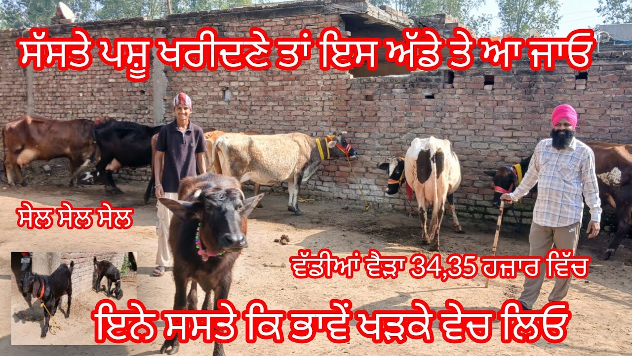 1 March 2026 ਹੈਰਾਨ ਕਰਨ ਵਾਲੇ ਰੇਟ ਜਮਾ ਛੋਟੇ ਛੋਟੇ ਤਾਜੀਆਂ ਸੂਈਆਂ ਵੈੜਾਂ ਉੱਡਦੀਆਂ ਵਾਲੇ ਰੇਟ /cow for sale 