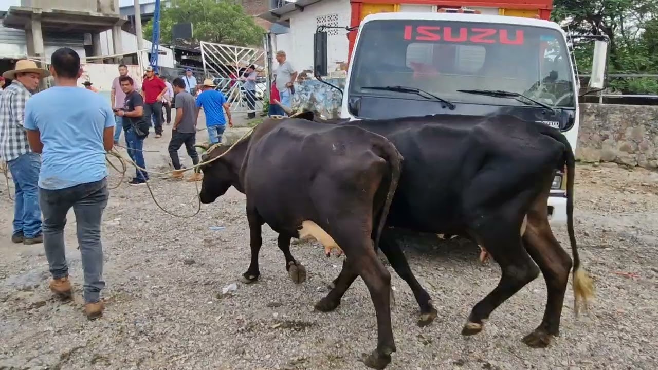 tiangue de Santa Rosa de Lima, La Unión, 12 de octubre 2024