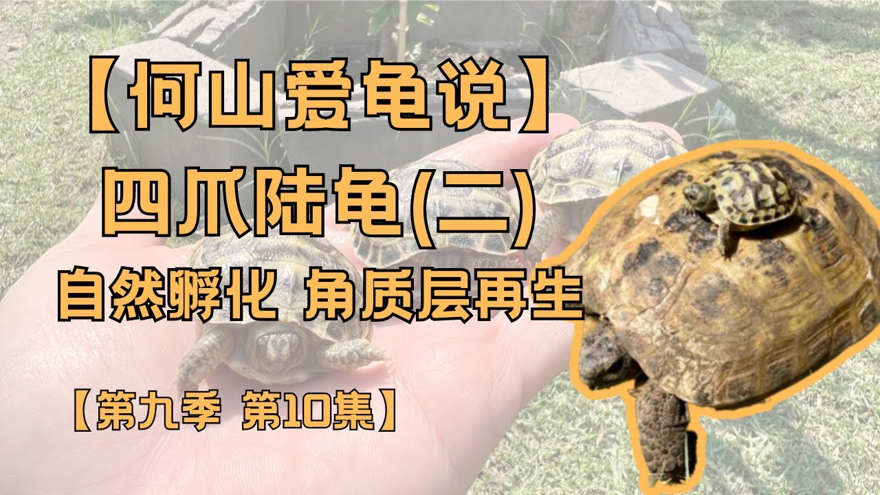 第九季 第10集：四爪陆龟(二)｜何山爱龟说｜自然孵化｜角质层再生｜中国陆龟开放为什么这么困难？｜陆龟走私和洗白｜美国宠物店｜小龟室内不隆背环境