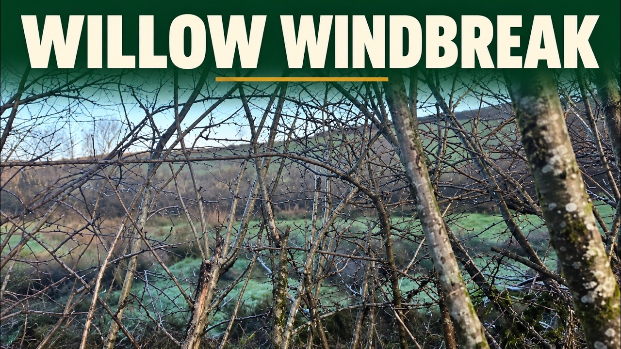 Muddy Puddles: Trimming the Hedgerow and Planting Willow Wind Breaks