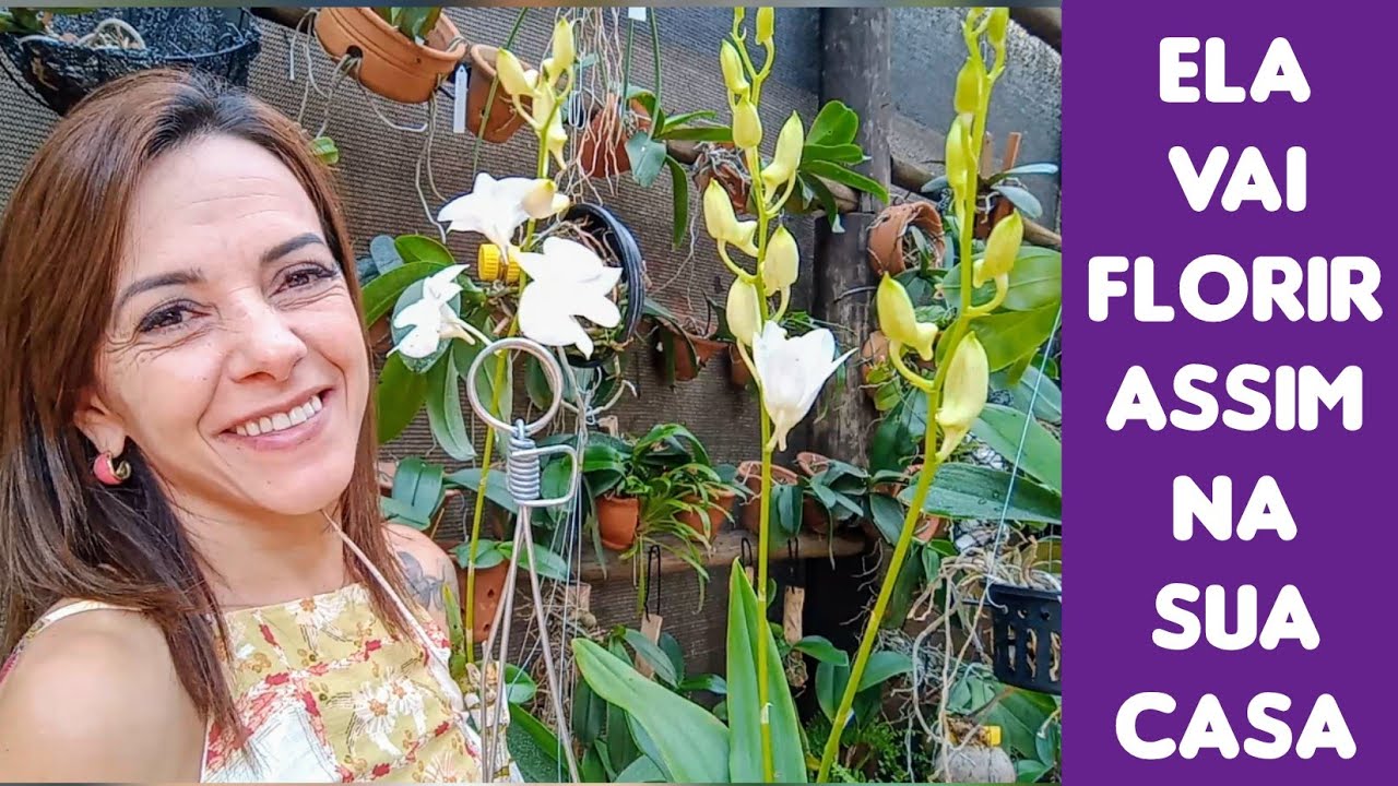 COMO PLANTAR E CULTIVAR ORQUÍDEA DENPHAL☝️