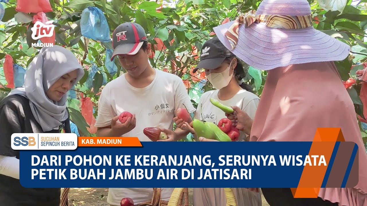KAB. MADIUN - Dari Pohon Ke Keranjang. Serunya Wisata Petik Buah Jambu Air Di Jatisari