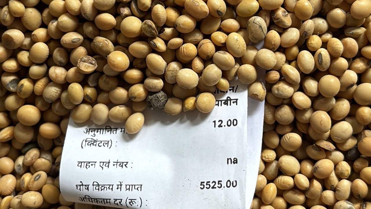 सोयाबिन 🔥💥!! देवास मंडी सोयाबीन भाव लाइव अपडेट देखें वीडियो में !! #farmerdebu #farmer 