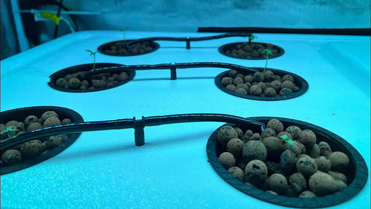 GROWING WEED EASY: DWC Day 1 @LotusNutrients