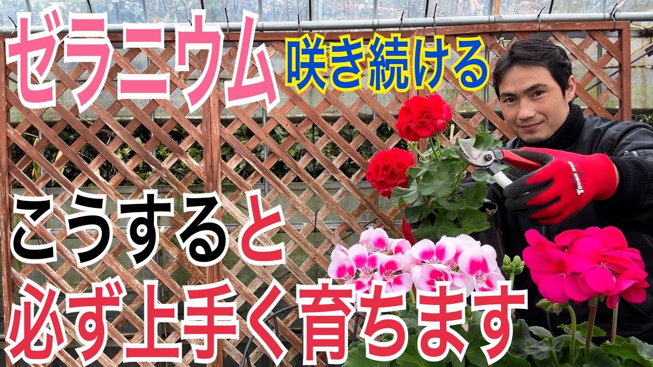 【ゼラニウム】失敗しない育て方を実践で解説します！【園芸】【ガーデニング】【初心者向け】