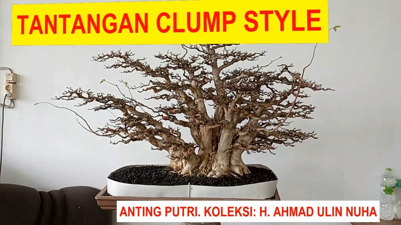#75 CLUMP STYLE. ANTING PUTRI. KOLEKSI: H.AHMAD ULIN NUHA