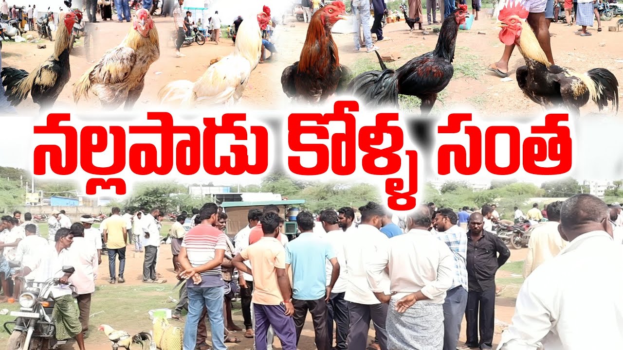 నల్లపాడు కోళ్ల సంత | Nallapadu Kolla Santha | Guntur | iDream
