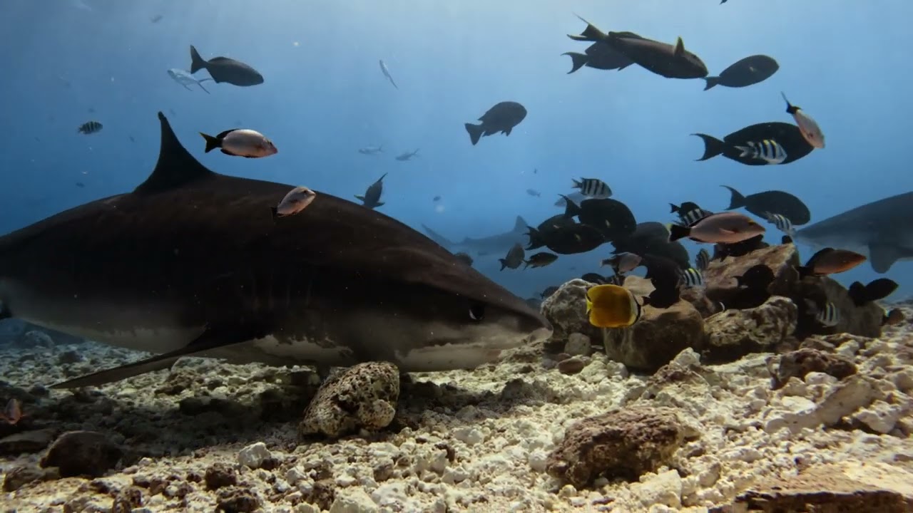 Diving Fuvahmulah 2026 - Maldives - Tiger Sharks - wonderful Reefs