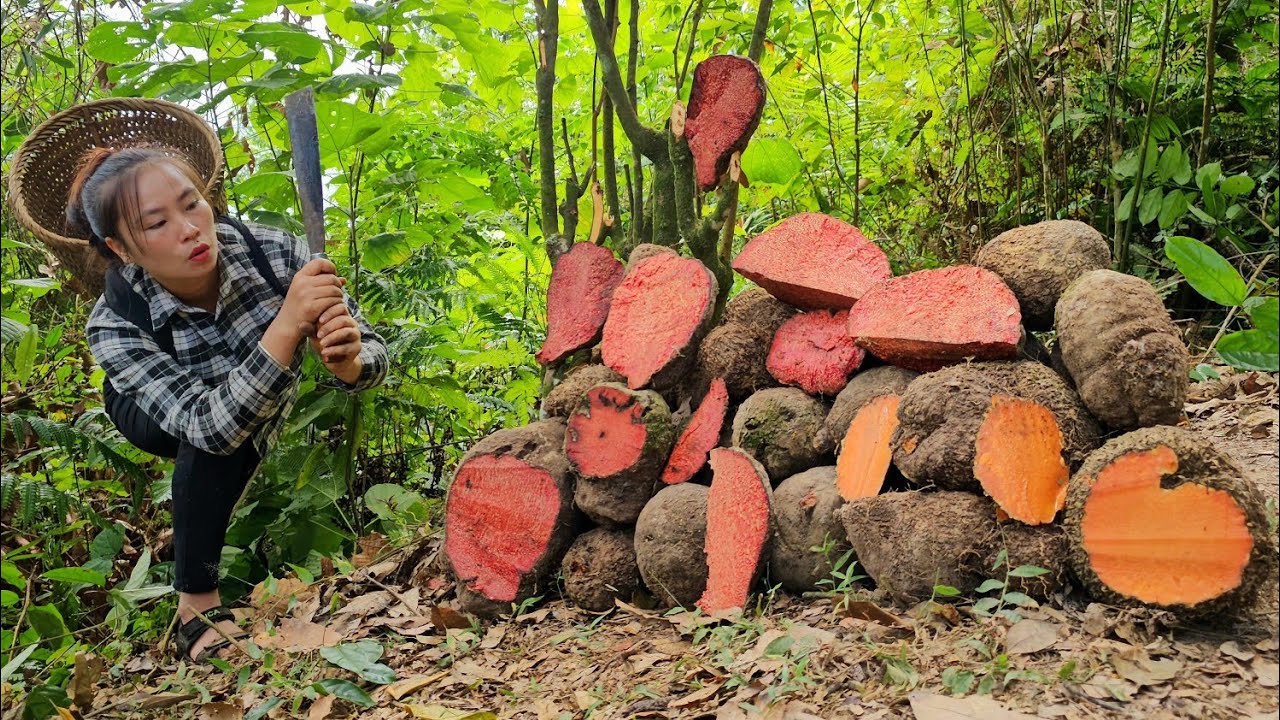 Harvest, processing and preserving brown tubers medicine take away sell | Tương Thị Mai