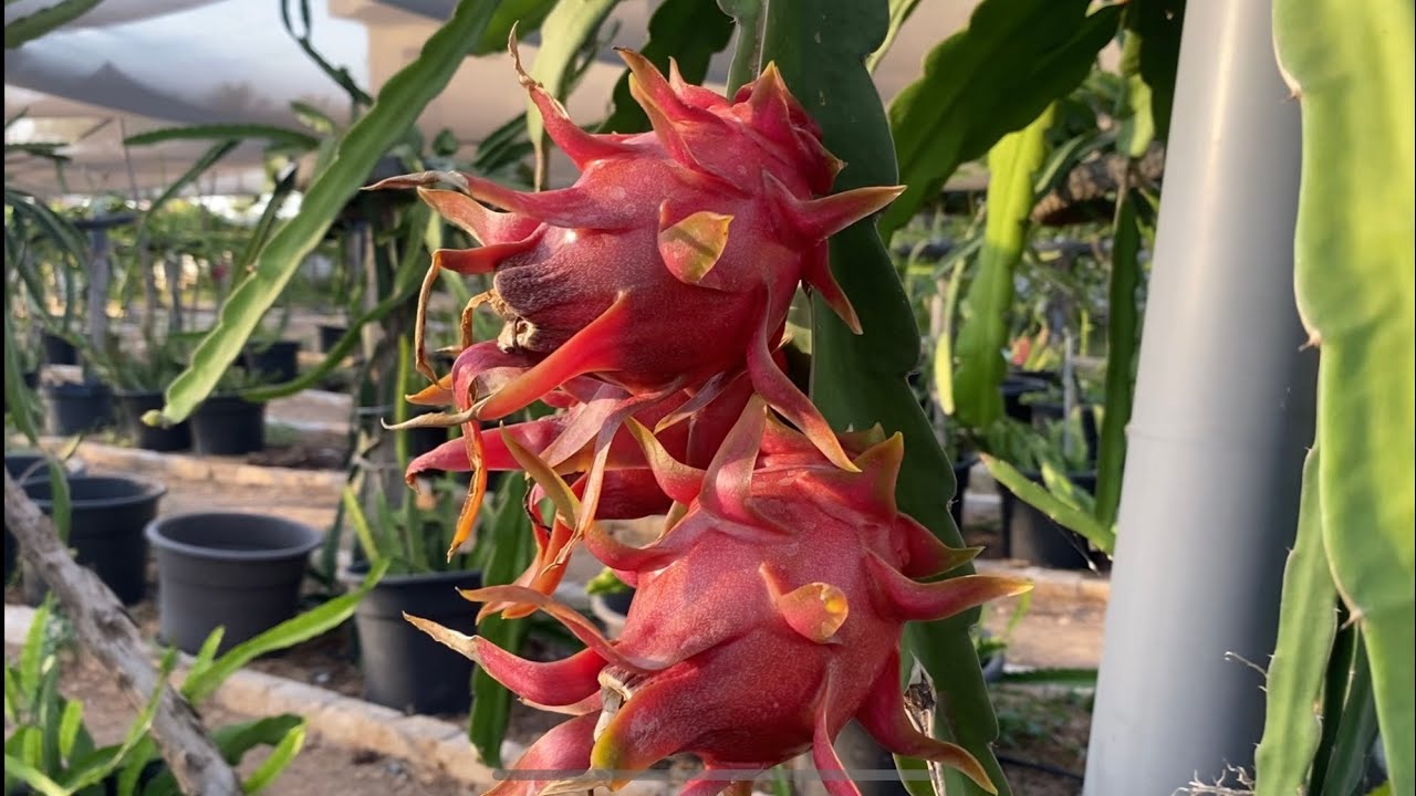 الحلقة ٢٣٦ حماية الدراجون من ضربة الشمس How to protect Dragon plant from sun burn