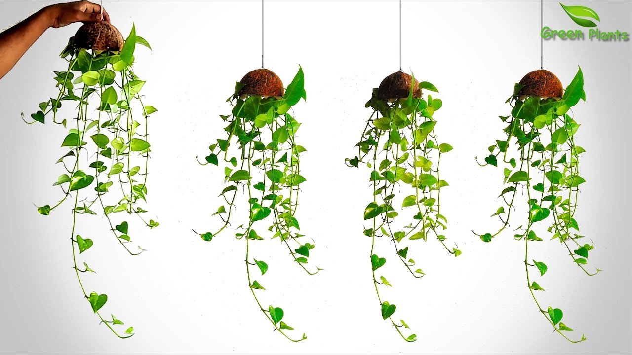 New Way to Grow Money Plant Vine Hanging//GREEN PLANTS