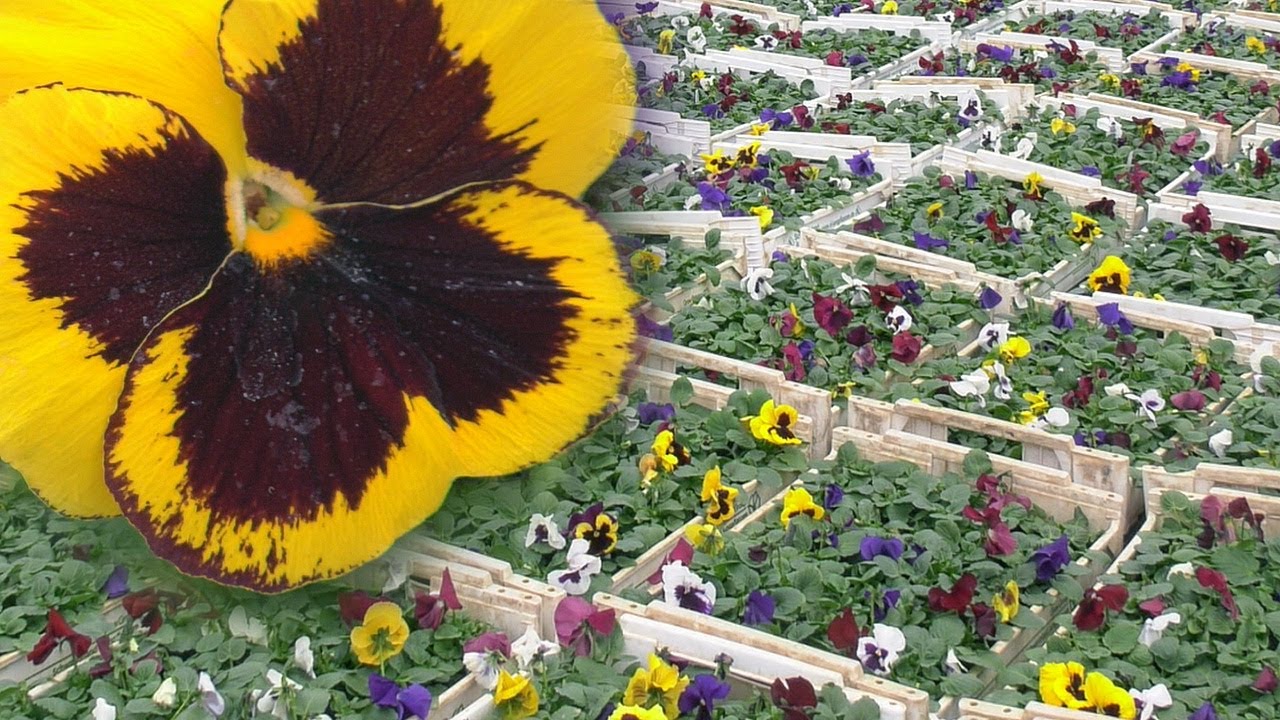 Gärtnerei Hagedorn ist auf den Frühling vorbereitet