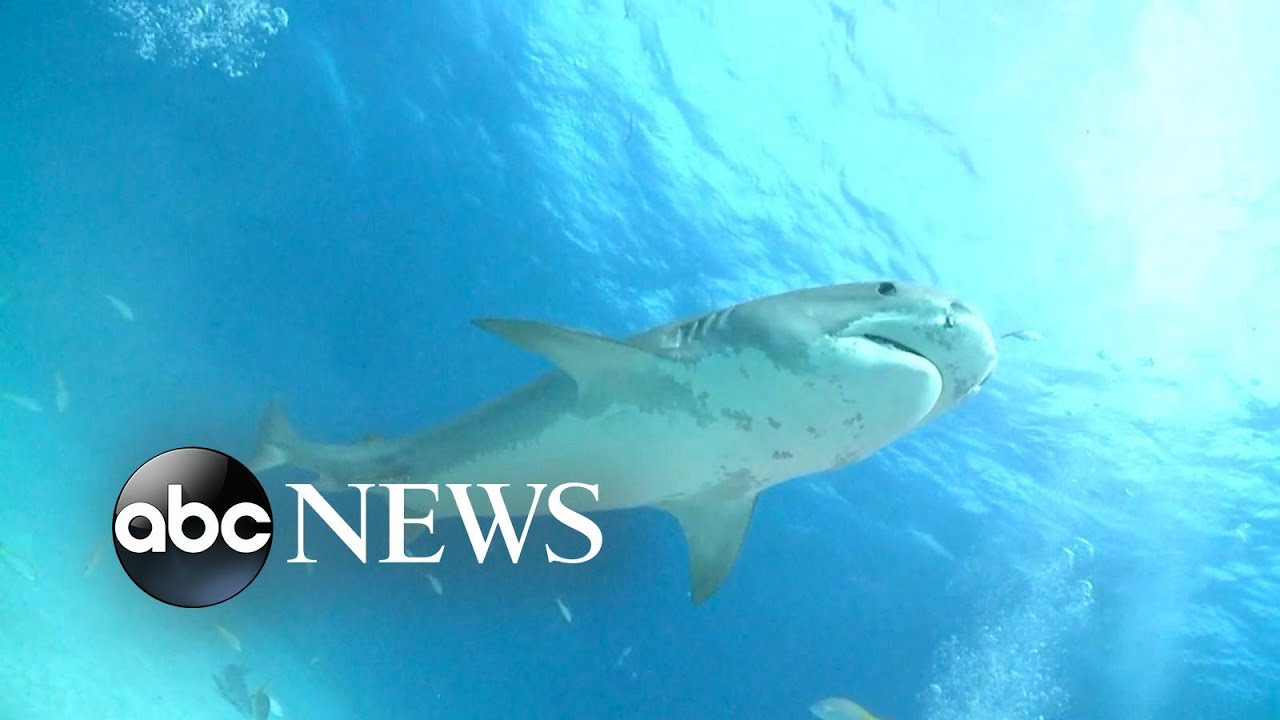Mom's frantic 911 call released after Florida shark attack