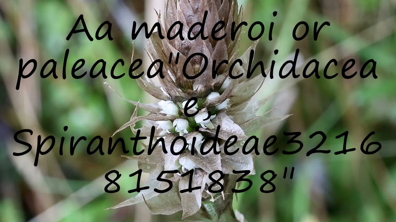 How to pronounce Aa maderoi or paleacea