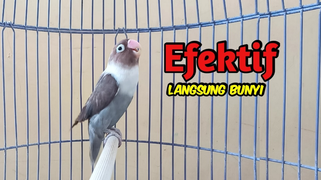 Lovebird Ngekek Panjang AKTIF Memancing Lovebird agar Cepat BUNYI, PUTAR SAJA Pasti NYAUT