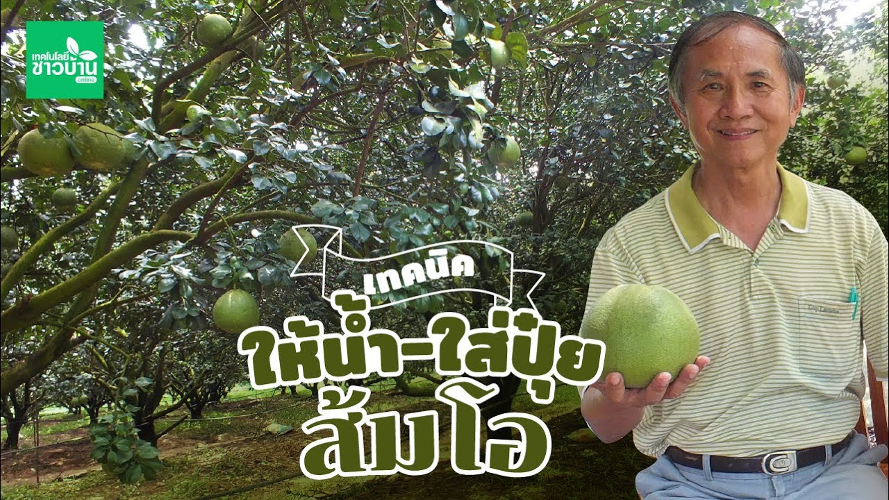 เทคนิคให้น้ำ-ใส่ปุ๋ย ของสวนส้มโอเงินล้าน! | เทคโนโลยีชาวบ้าน
