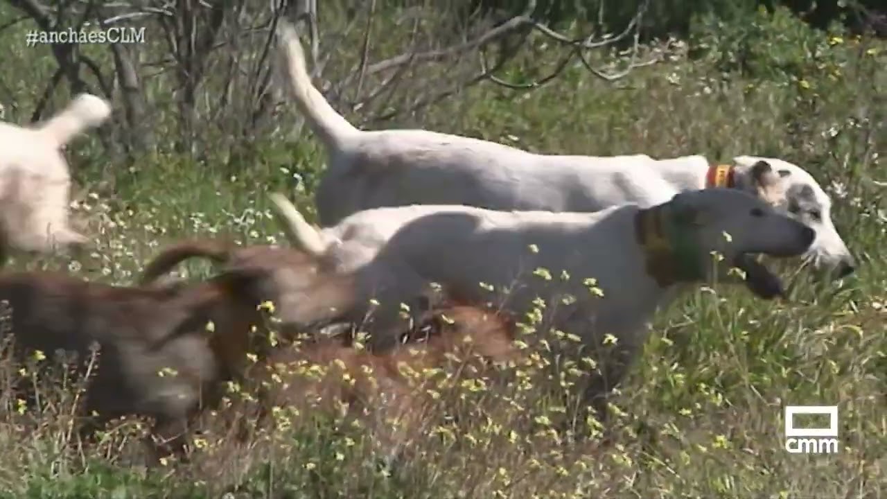 Las rehalas siguen entrenando durante la veda de caza | Ancha es Castilla-La Mancha