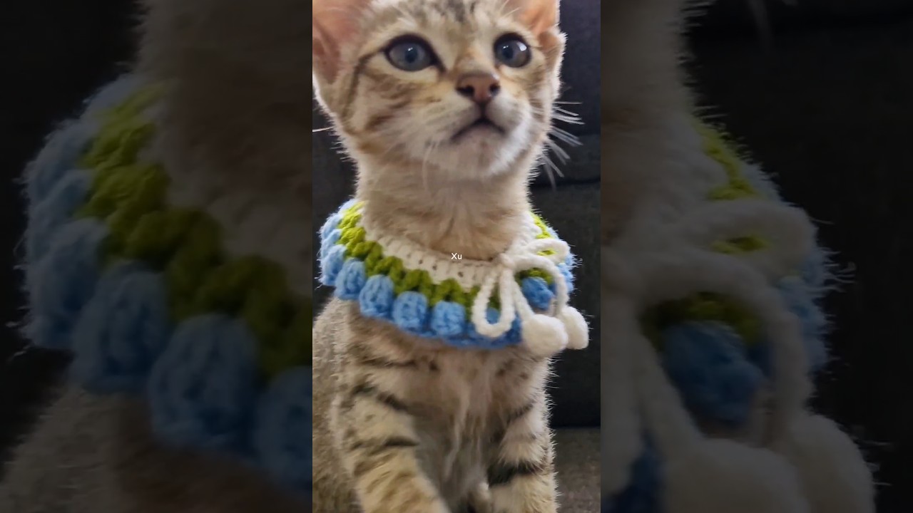 Tutorial 👆🏼| Crochet tulip 🌷 cat collar 🐈