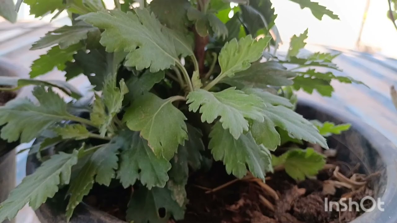 My home Gardening and Peaceful Life. I love ☘️ I hope you too..... 💕