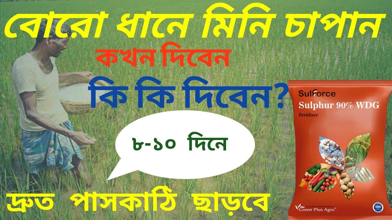 🌾বোরো ধানে মিনি চাপান।।১০ থেকে ১২ দিনের মাথায় মিনি চাপান।মিনি চাপান সার।